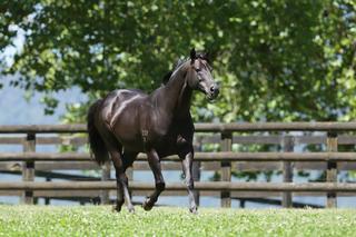 Waikato Stud's Savabeel has sired 47 Group winners.